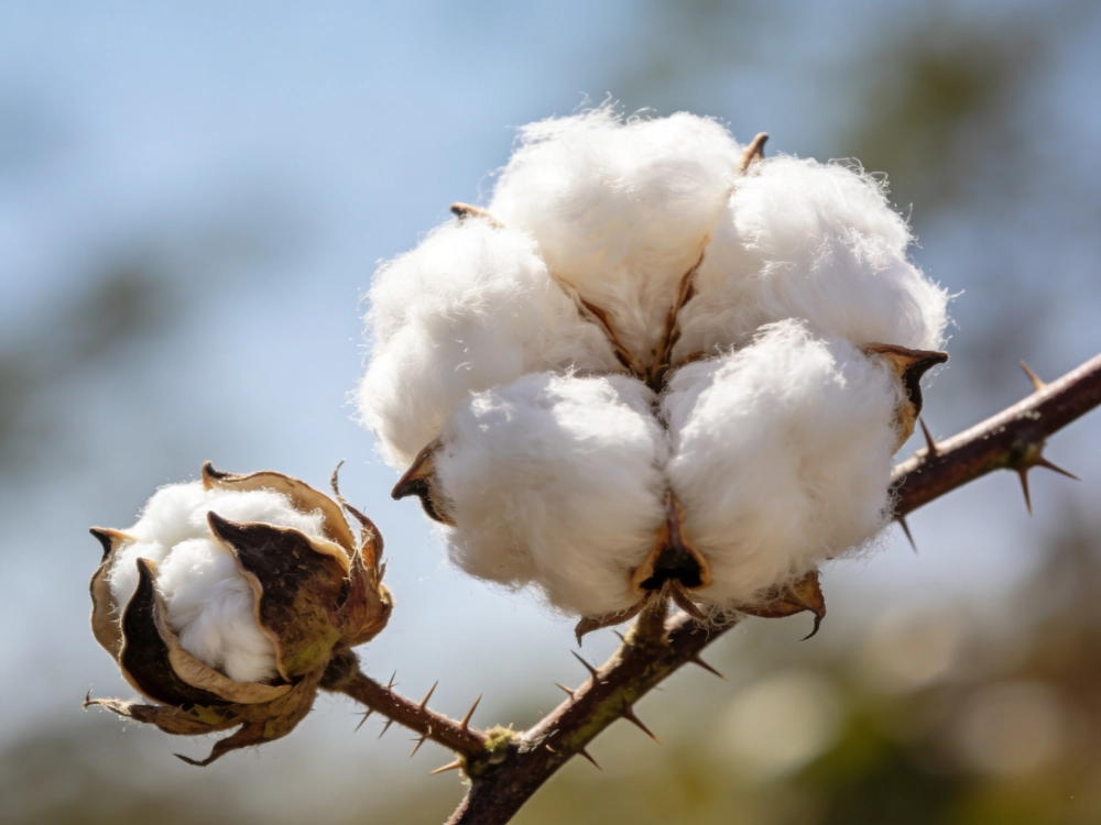 Types of Cotton Fabric